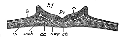Fig.92. Transverse
section of the chordula-embryo of a bird (from a hen’s egg at the close of the
first day of incubation).