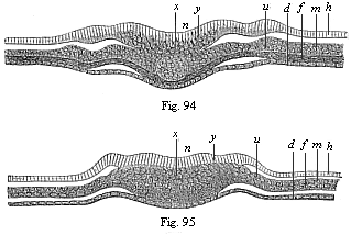 Transverse section of the primitive
streak (primitive mouth) of the chick.