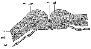 Fig.96. Transverse section of the
primitive groove (or primitive mouth) of a rabbit.