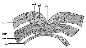 Fig.97. Transverse section of the
primitive mouth (or groove) of a human embryo (at the coelomula stage).