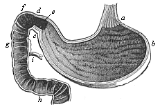 Human stomach and duodenum, longitudinal section.