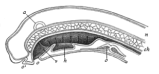 Median section of the head of a Petromyzon-larva.